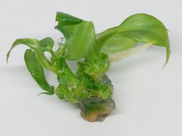 Pastazanum